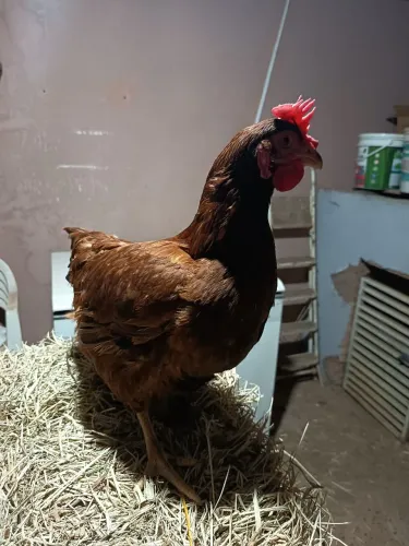Galinha postura embra51 e uma Postura branca