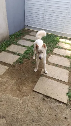 Cachorro, 1 ano