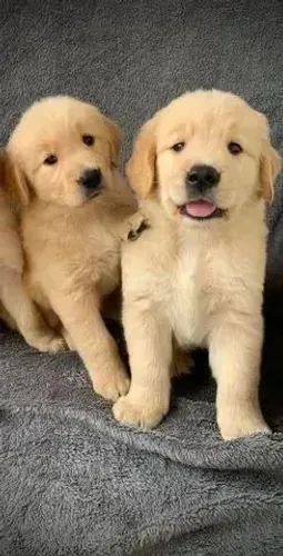 Golden Os queridinhos do momento estão aqui
