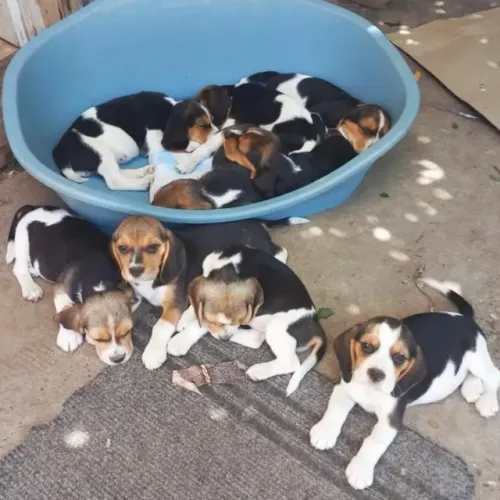 Filhotes de Beagle | Patinhas cheias de energia boa.