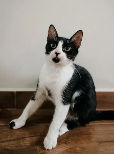 Gato frajola 