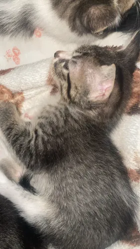 Gato para doação