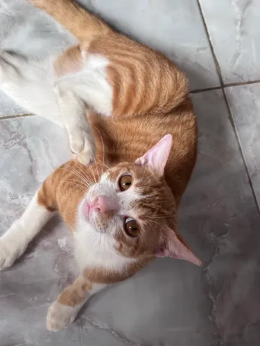 Doação de gatinho laranja