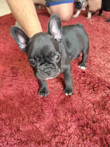 BULLDOGUE FRANCÊS MACHO