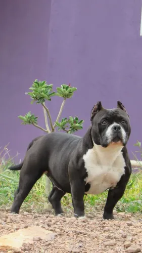 American Bully