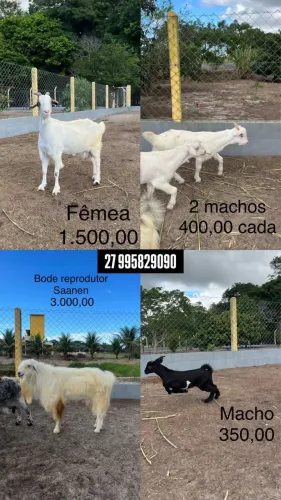 Cabras, bode e filhotes