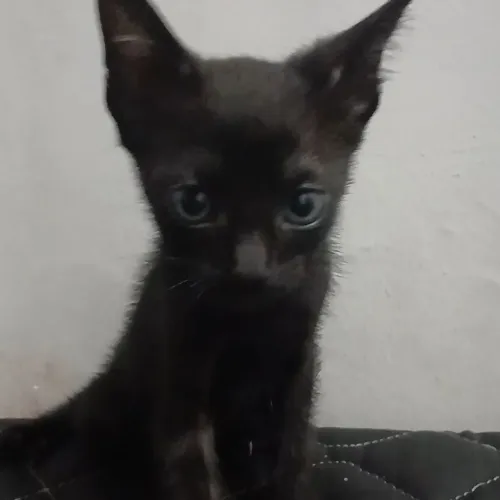 Gato