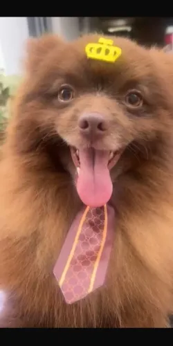 Spitz alemão não castrado 9 meses mil reais