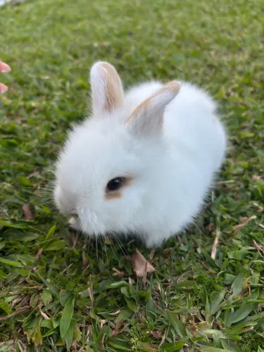 Coelhos mini Lion 