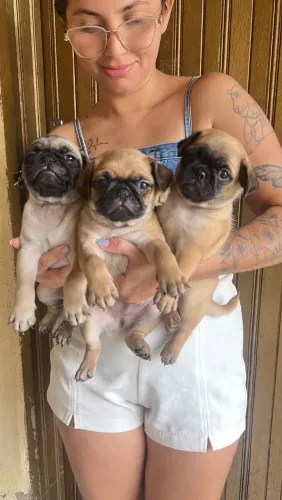 Filhotes de Pug