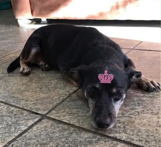 Doa-se Cachorrinha Pinscher misturada com salsicha, porte pequeno