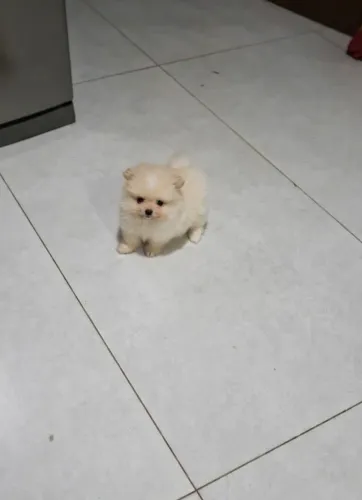 Lulu da pomerânia anão 