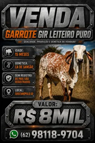 GIR LEITEIRO PURO - GARROTE