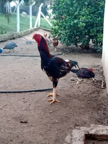 Pintinho Raça Índio gigante 