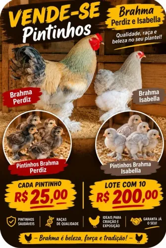 Pintinhos Brahma 