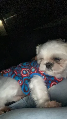 Shih Tzu ( cobertura )