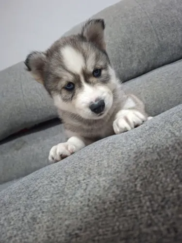 Husky Siberiano 
