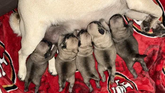 Lindos Pug disponível