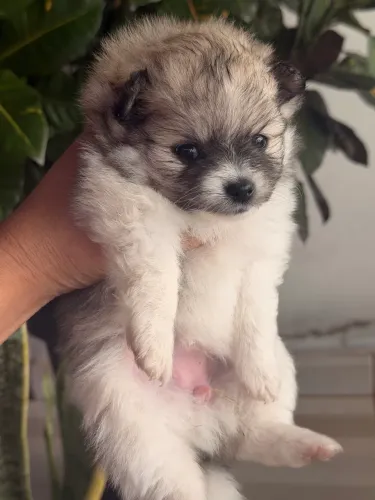 Lulu da Pomerania