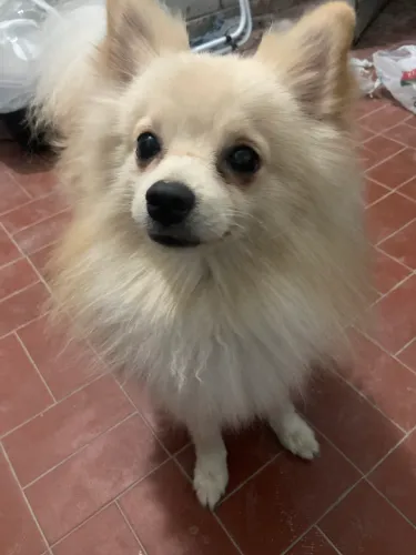 Spitz Alemão/Lulu da pomerânia