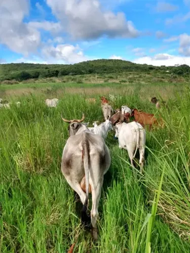 Vendo Fazenda em Candido Sales - Bahia