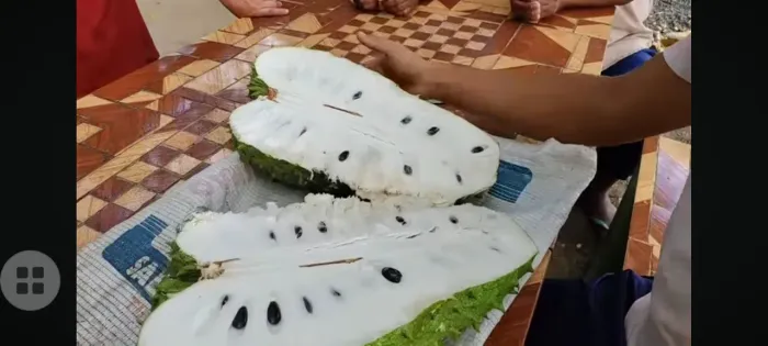 Mudas Graviola Gigante,Saputilha