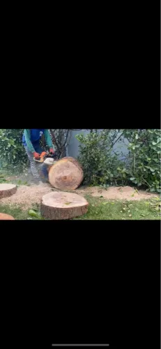 Poda de árvores em geral 