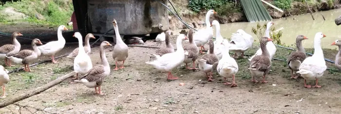Vendo Gansos. Machos e fêmeas