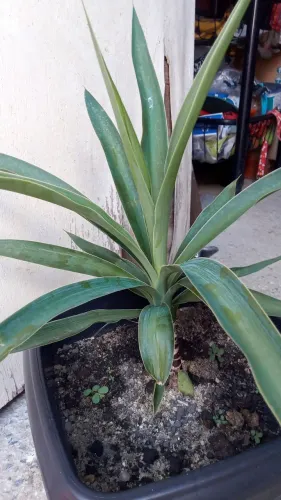 Planta ornamental yucca 