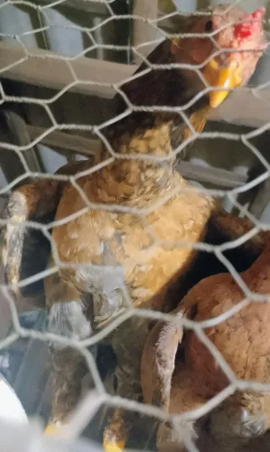 Vende se frango uns cantando outros começando a cantar 