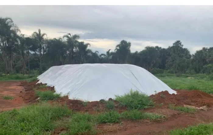 Silagem de Sorgo