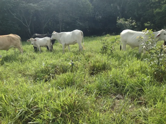 Vendo excelente fazenda em catu Bahia 