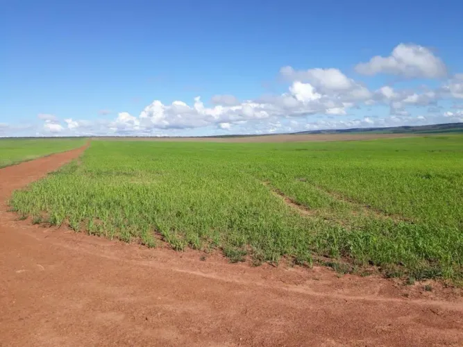 Fazenda arrendamento 1.040 hec em Paranatinga MT. 6 anos plantando já.