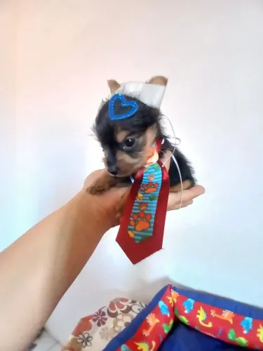 Yorkshire macho micro aceito cartao