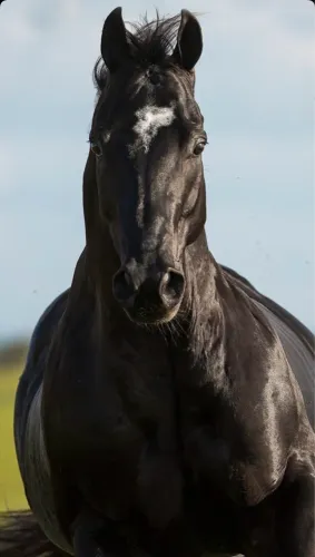 VENDAS DE COBERTURAS - Jovem Garanhão Quarto de Milha - FLAPPY BOY DASH