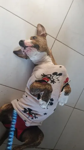 Cachorra vacinada castrada doação responsável