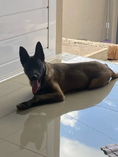 Pastor belga malinois