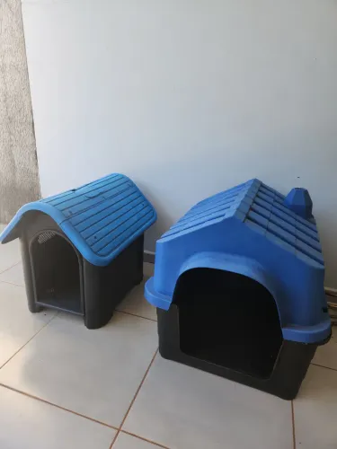 CASINHAS DE CACHORRO