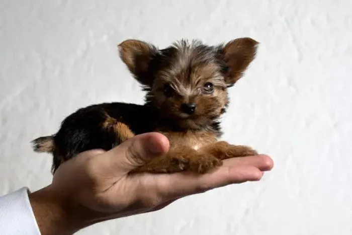 ? Seu Novo Yorkshire Terrier Espera por Você | Confira a Disponibilidade