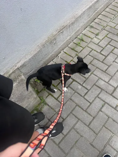 DOAÇÃO CACHORRO