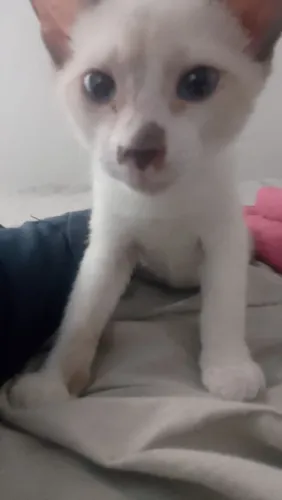 Gato para adoção