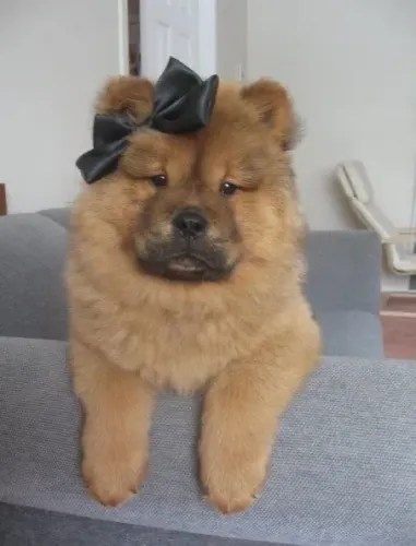 Filhotes De Chow Chow - Os Mais Carinhosos Da Cidades Estão A Sua Espera