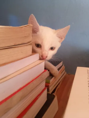  Gatinhos para adoção responsável! 