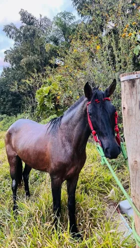 Vende-se égua manga larga paulista
