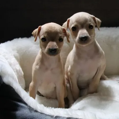 Galgo Italiano Machos e Femeas 