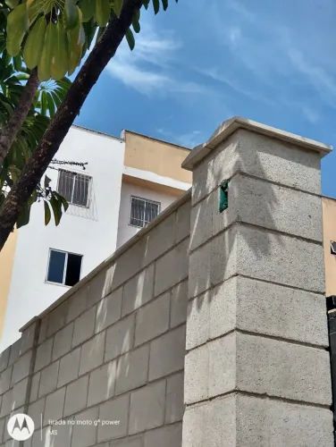 chapeu de muro pingadeira