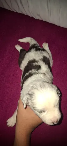 Border collie