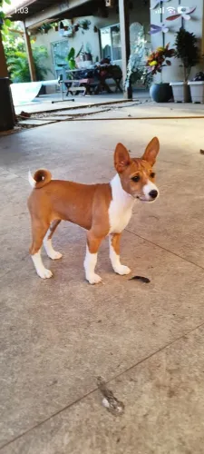 Filhotes de Basenji