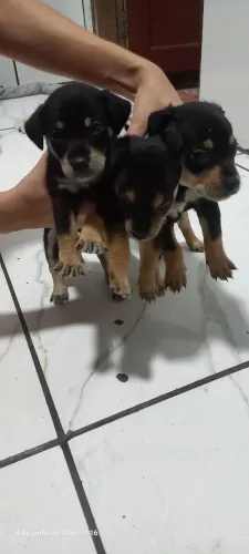 Pincher  