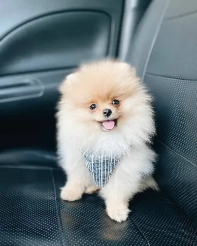 SpitZ alemão Pequeno no porte, enorme no poder de conquistar corações